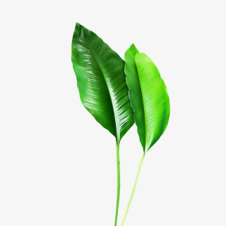 油彩植物绿色叶子素材