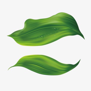 手绘叶子装饰png元素
