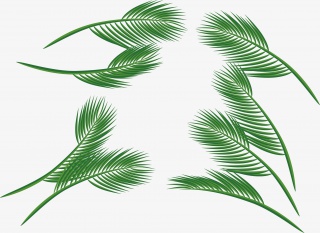 漂浮叶子