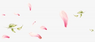 撒花树叶粉花瓣