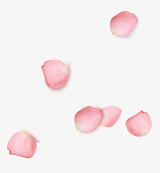 玫瑰花瓣