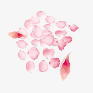 花瓣素材PNG