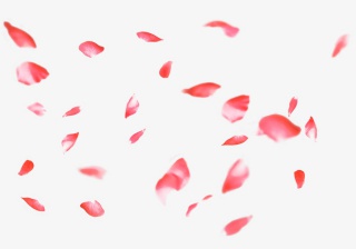 红色花瓣不规则飘落漂浮