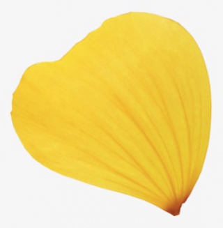 黄花瓣