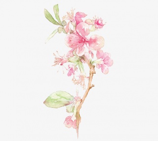 桃花树桃花桃花瓣