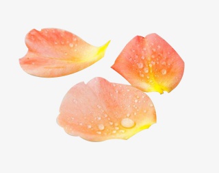 花瓣