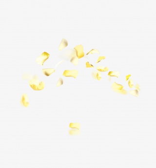 花瓣