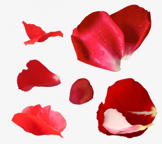 玫瑰花花瓣