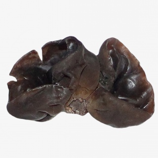 木耳蔬菜免抠实物png素材