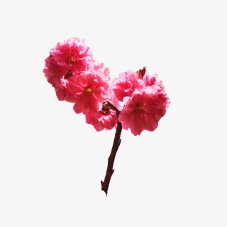 公园红色美丽花朵PNG