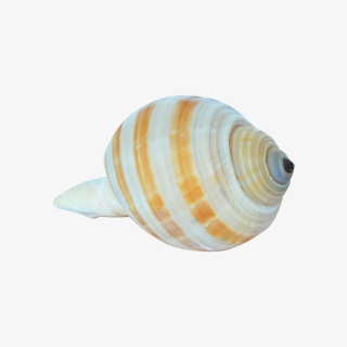 海产品贝壳实物高清摄影