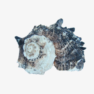 海产品贝壳实物高清摄影