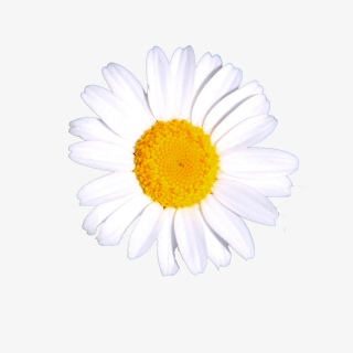 春季雏菊花型可爱清新PNG
