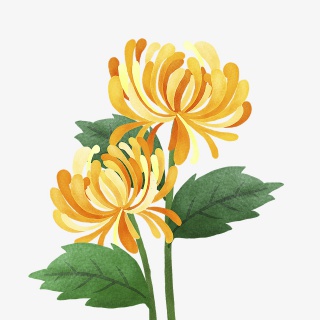 手绘重阳菊花花丛