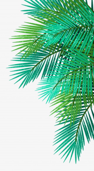 椰子叶免扣背景png素材