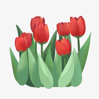 手绘鲜花装饰素材郁金香荷兰花