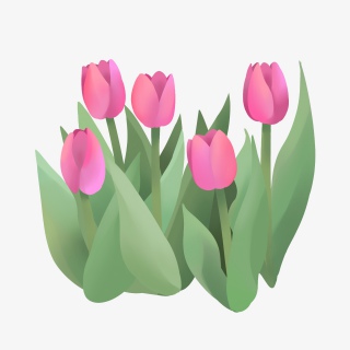手绘鲜花装饰素材郁金香荷兰花