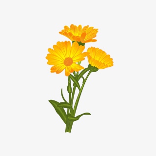 春季菊花花开黄色春天装饰元素暖春