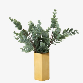 新鲜的盆栽植物免抠图