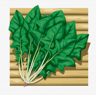 绿色的青菜