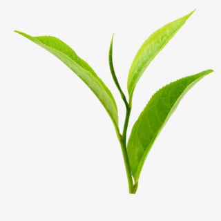茶叶植物叶子