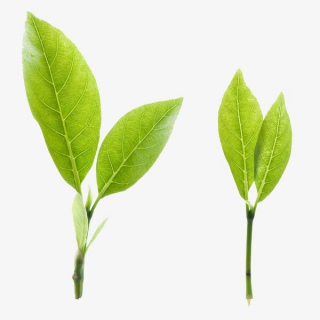 绿色茶叶