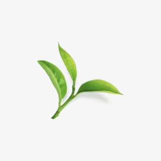 树叶茶叶叶子