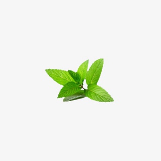 绿色薄荷叶子