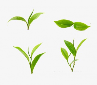 茶叶元素