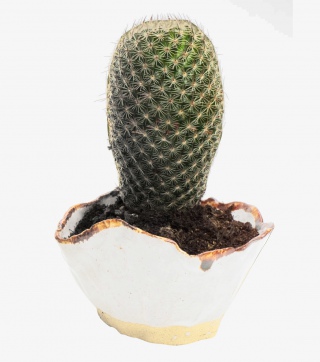 植物盆栽仙人掌