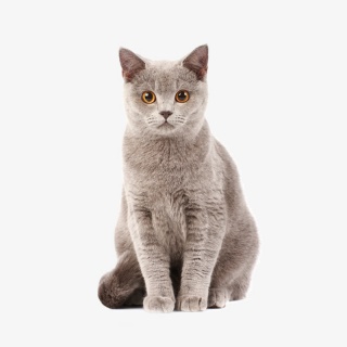 猫咪实物图