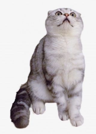 折耳猫咪