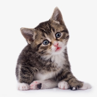 歪头思索深色花纹小猫