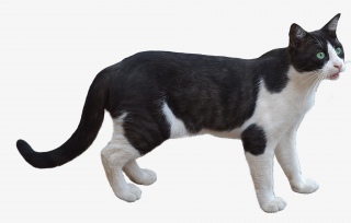 一只步伐矫健黑白相间的猫