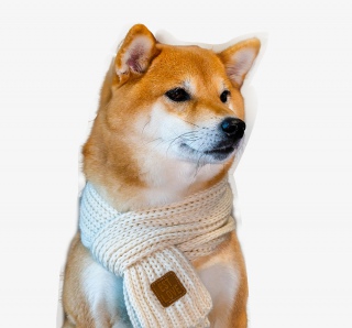 宠物狗柴犬