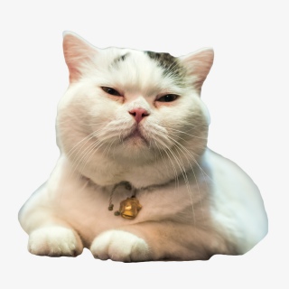 困得不行的猫咪
