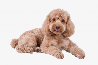 宠物泰迪犬