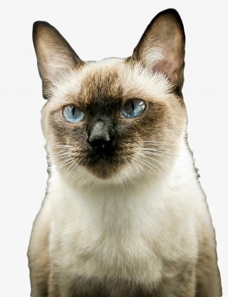 猫咪动物