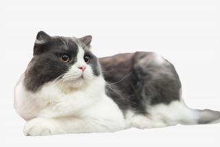 黑白色的猫
