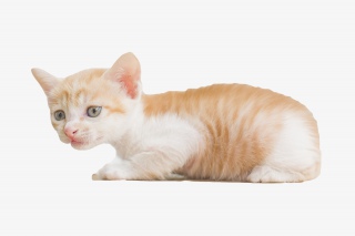 伏地的小猫