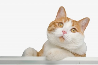 一只胖胖的橘猫