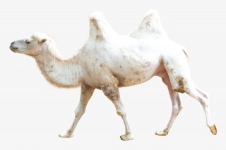 沙漠骆驼
