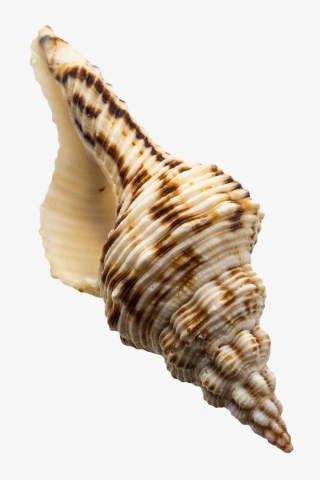 海洋生物海螺