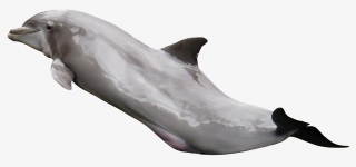 海洋生物海豚