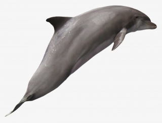 海洋生物海豚