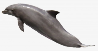 海洋生物海豚