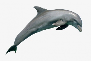 海洋生物海豚
