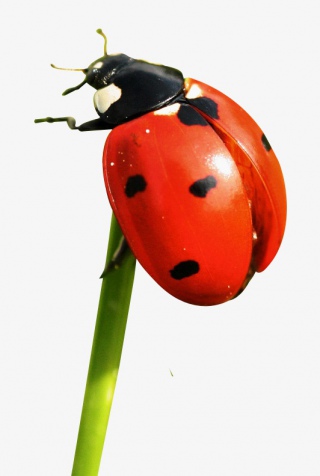 昆虫瓢虫
