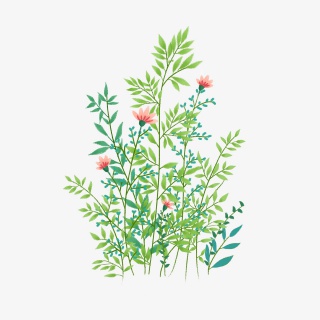 格桑花绿色叶子红色花