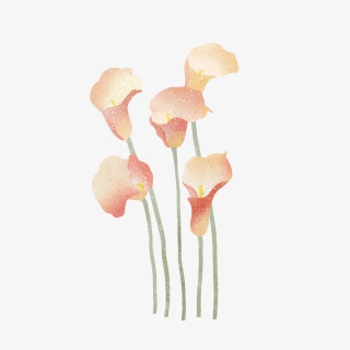 手绘粉色马蹄莲花朵png装饰元素